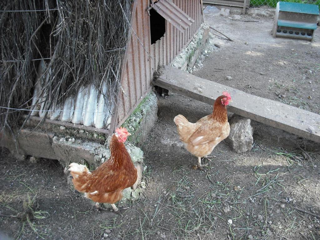 Quinta Da Alma Cheia Konuk evi Ninho do Açor Dış mekan fotoğraf
